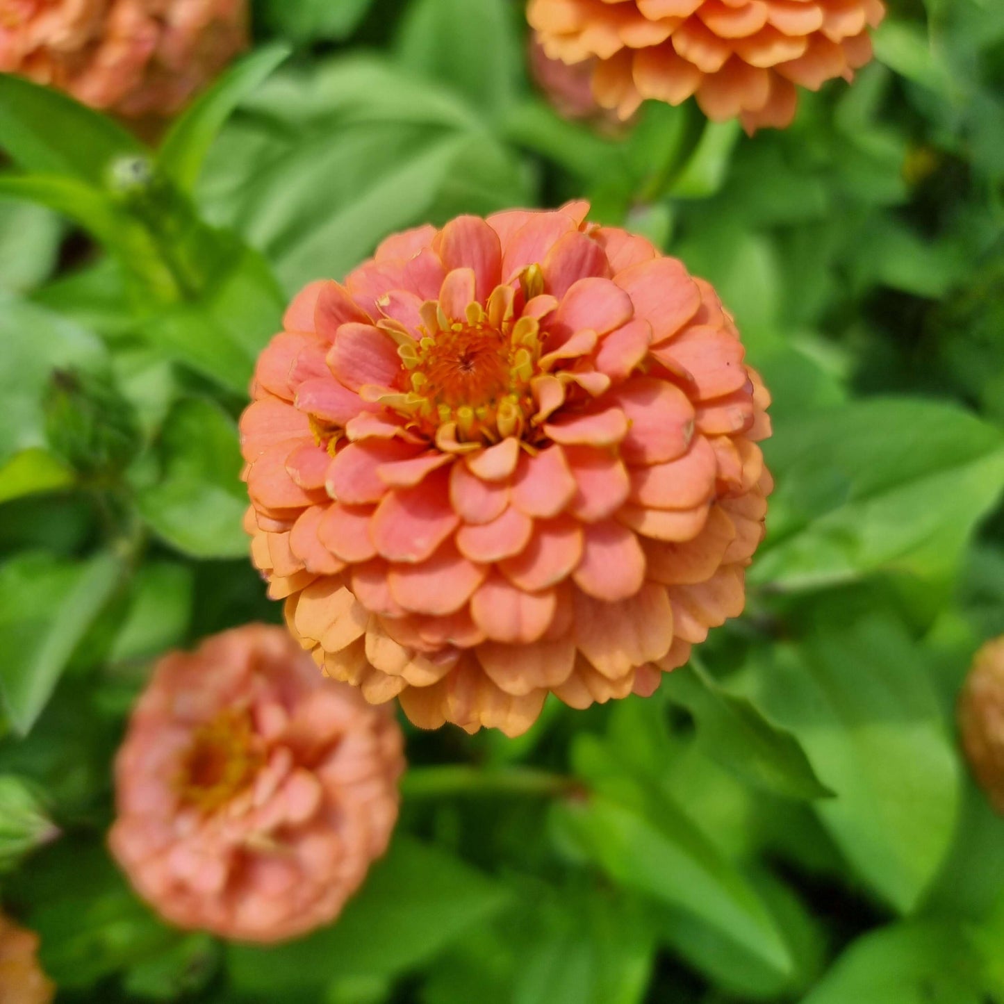 Zinnia Oklahoma Salmon