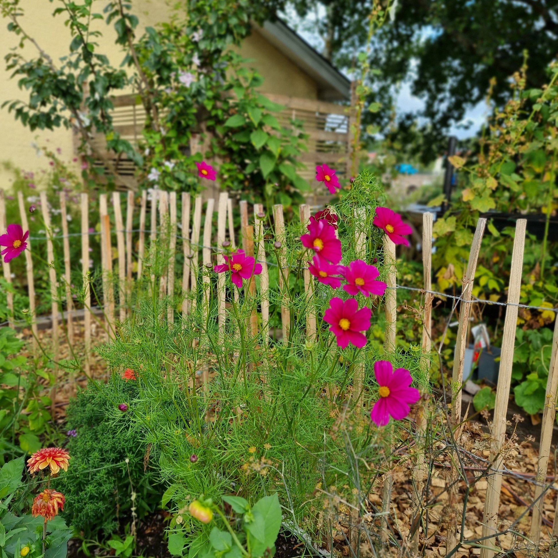 Rosenskära Versailles red