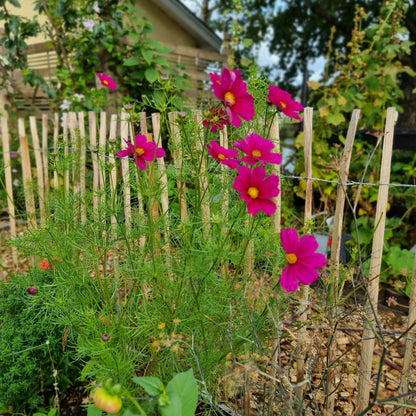 Rosenskära Versailles red