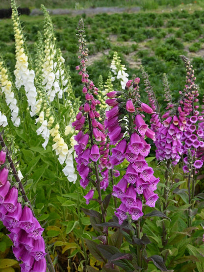 Fingerborgsblomma lila