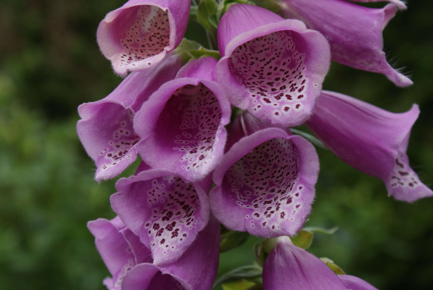 Fingerborgsblomma lila