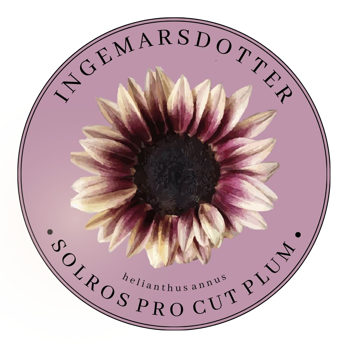 Solros Pro cut Plum helianthus annus