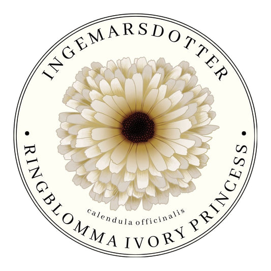 Ringblomma Ivory Princess