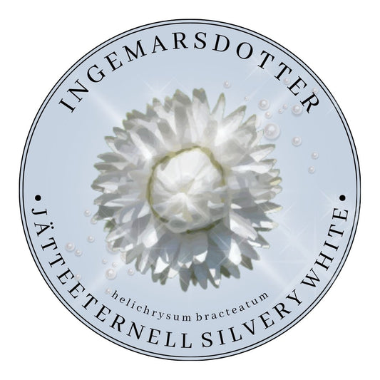 Jätteeternell Silvery White