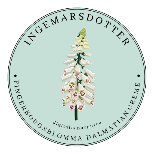 Fingerborgsblomma dalmatian creme digitalis vit