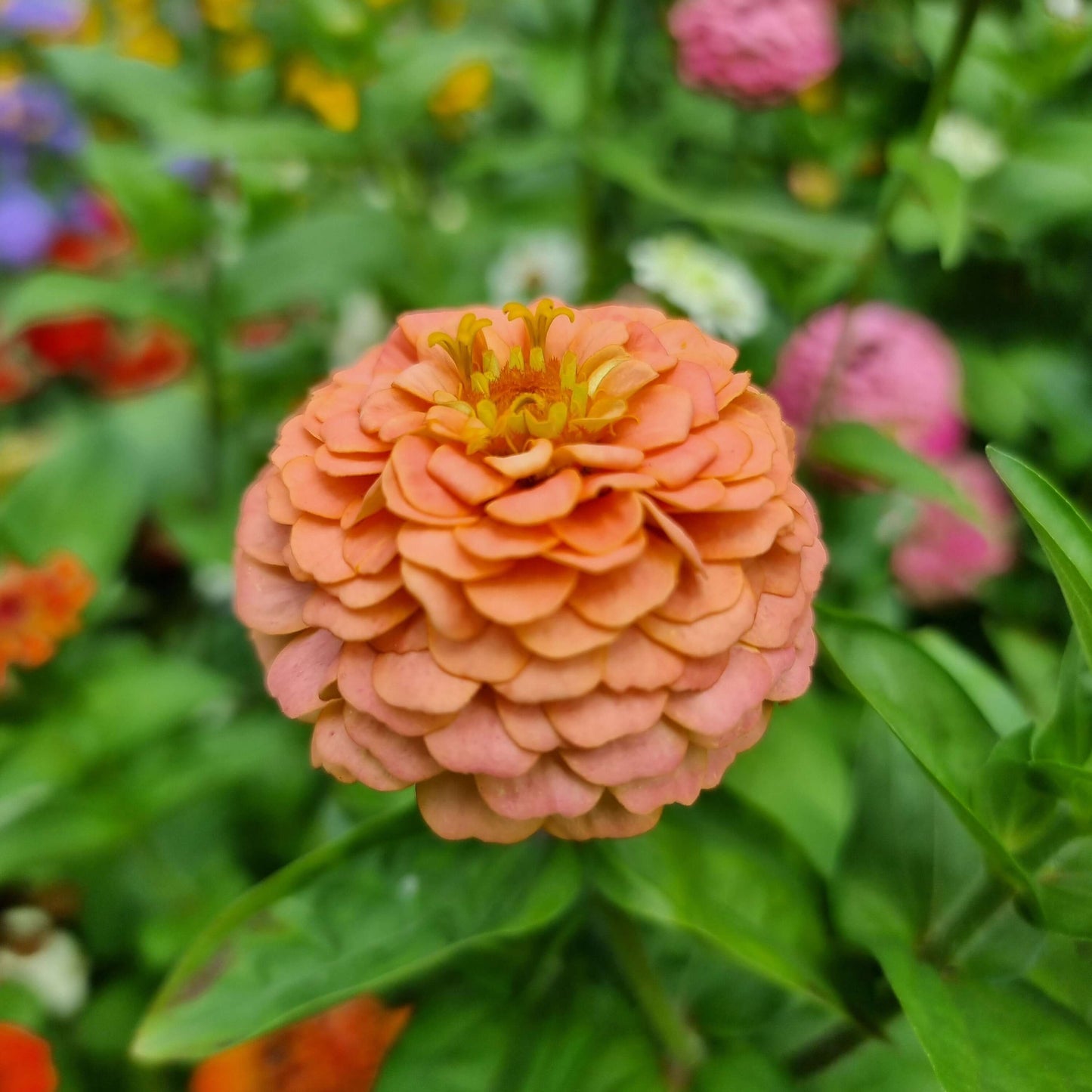 Zinnia oklahoma salmon