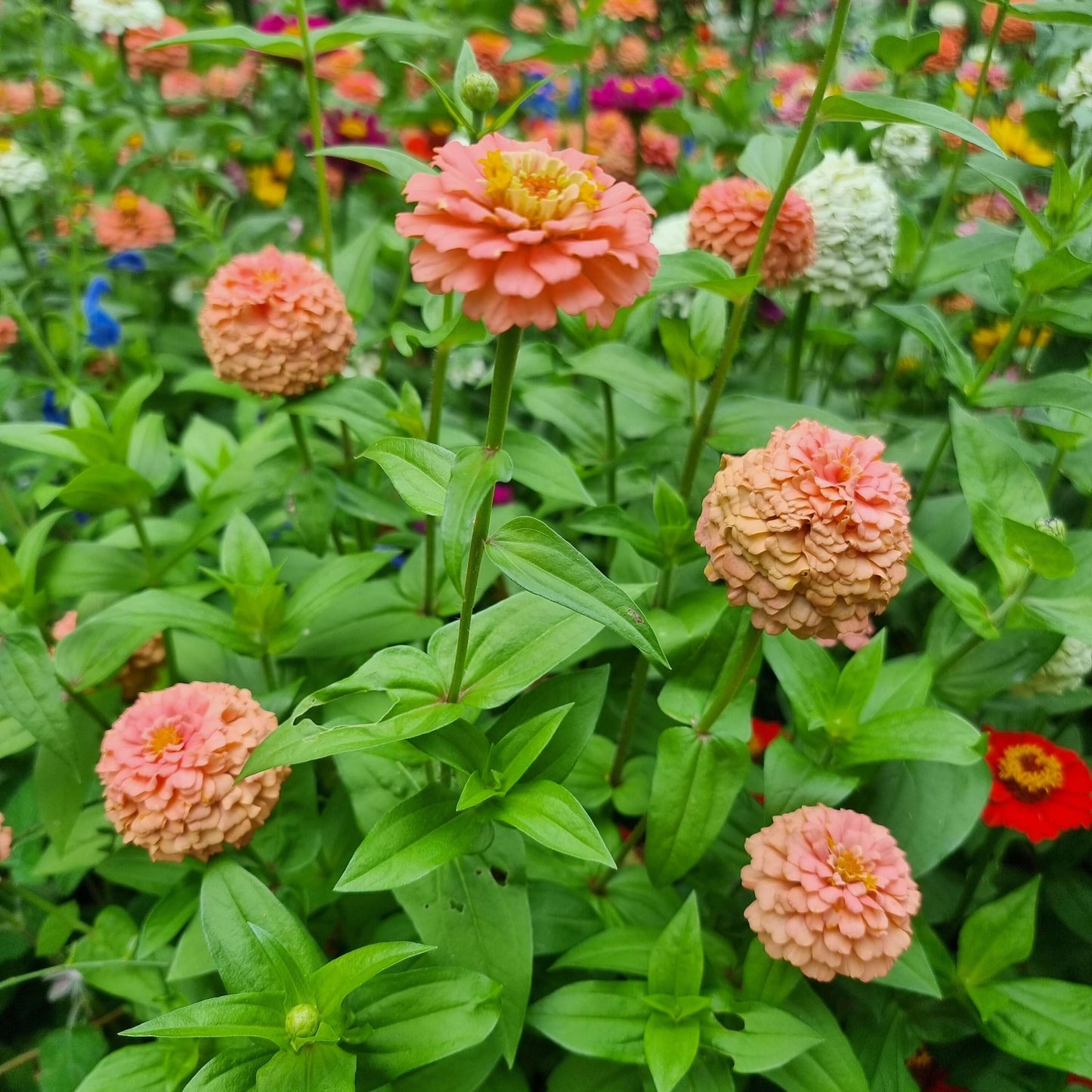 Zinnia Oklahoma salmon