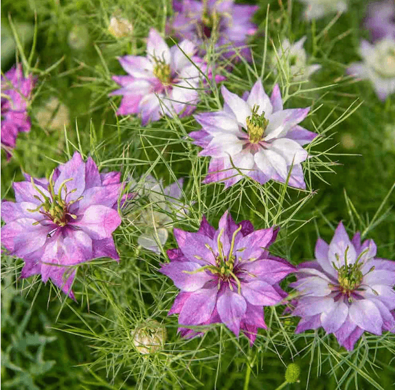 Gender reveal nigella rosa